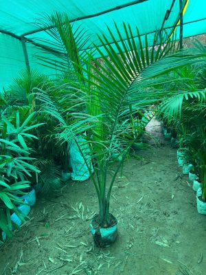 WhatsApp Image 2025-09-21 at 16.27.42