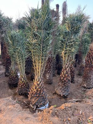 WhatsApp Image 2025-09-21 at 16.27.43