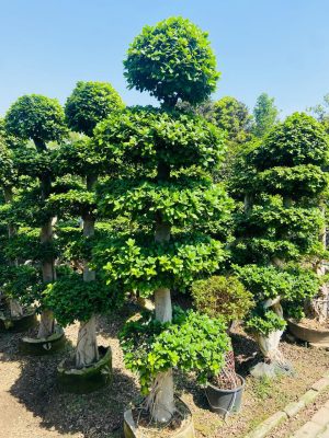 WhatsApp Image 2025-09-21 at 16.30.08