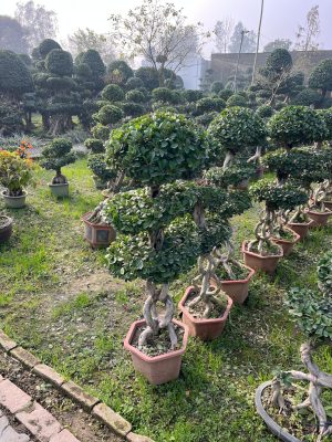 WhatsApp Image 2025-09-21 at 16.30.13