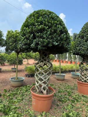 WhatsApp Image 2025-09-21 at 16.30.15