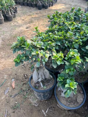 WhatsApp Image 2025-09-21 at 16.30.16 (1)