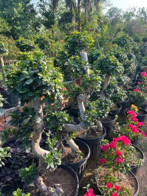 WhatsApp Image 2025-09-21 at 16.30.16 (2)