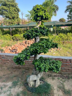 WhatsApp Image 2025-09-21 at 16.30.16