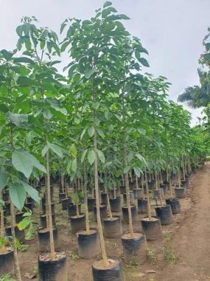 WhatsApp Image 2025-09-21 at 18.44.43 (1)