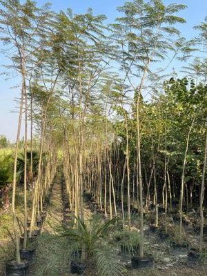 WhatsApp Image 2025-09-21 at 18.44.44 (2)