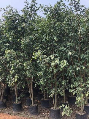 WhatsApp Image 2025-09-22 at 11.55.04 AM