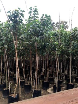 WhatsApp Image 2025-09-22 at 11.55.05 AM (1)