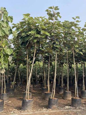 WhatsApp Image 2025-09-22 at 11.55.05 AM