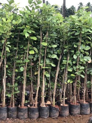 WhatsApp Image 2025-09-22 at 11.55.06 AM (2)