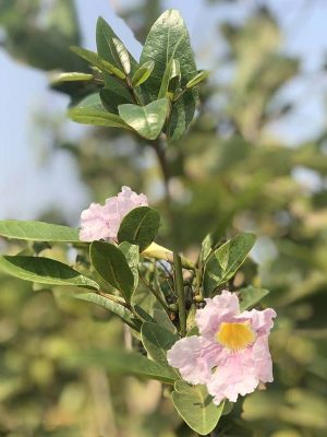 WhatsApp Image 2025-09-22 at 11.55.06 AM (3)