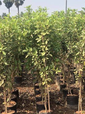 WhatsApp Image 2025-09-22 at 11.55.07 AM (1)