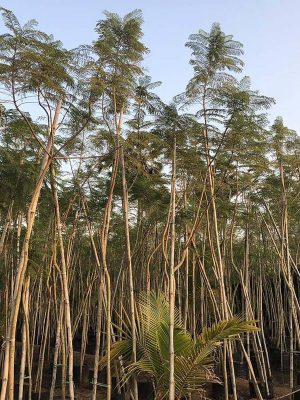 WhatsApp Image 2025-09-22 at 11.55.07 AM