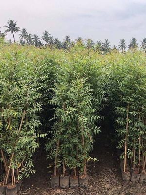 WhatsApp Image 2025-09-22 at 11.55.08 AM (1)