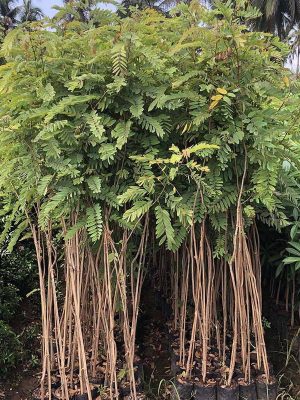 WhatsApp Image 2025-09-22 at 11.55.08 AM