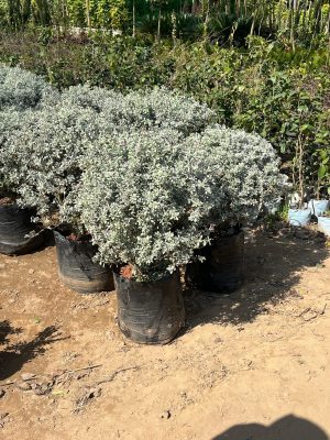 WhatsApp Image 2025-09-22 at 12.05.04 PM (1)