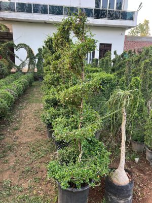 WhatsApp Image 2025-09-22 at 12.05.04 PM