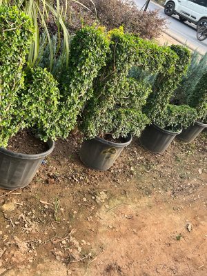 WhatsApp Image 2025-09-22 at 12.05.05 PM (4)