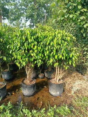 WhatsApp Image 2025-09-22 at 12.05.05 PM