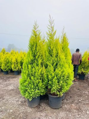 WhatsApp Image 2025-09-22 at 12.05.06 PM