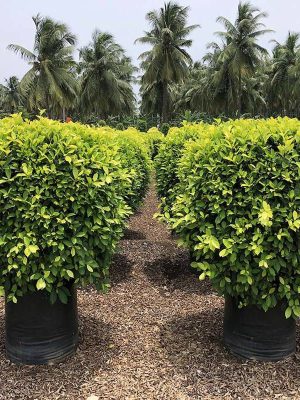 WhatsApp Image 2025-09-22 at 12.05.07 PM (1)