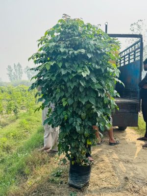 WhatsApp Image 2025-09-22 at 12.05.07 PM