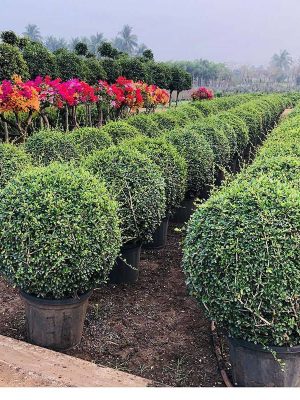 WhatsApp Image 2025-09-22 at 12.05.08 PM (1)