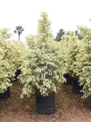 WhatsApp Image 2025-09-22 at 12.05.08 PM (2)