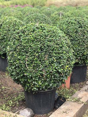 WhatsApp Image 2025-09-22 at 12.05.08 PM