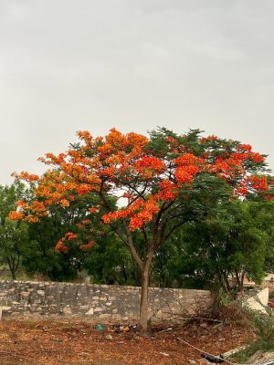 WhatsApp Image 2025-09-22 at 12.35.58 PM