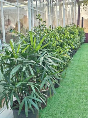 WhatsApp Image 2025-09-22 at 12.36.06 PM